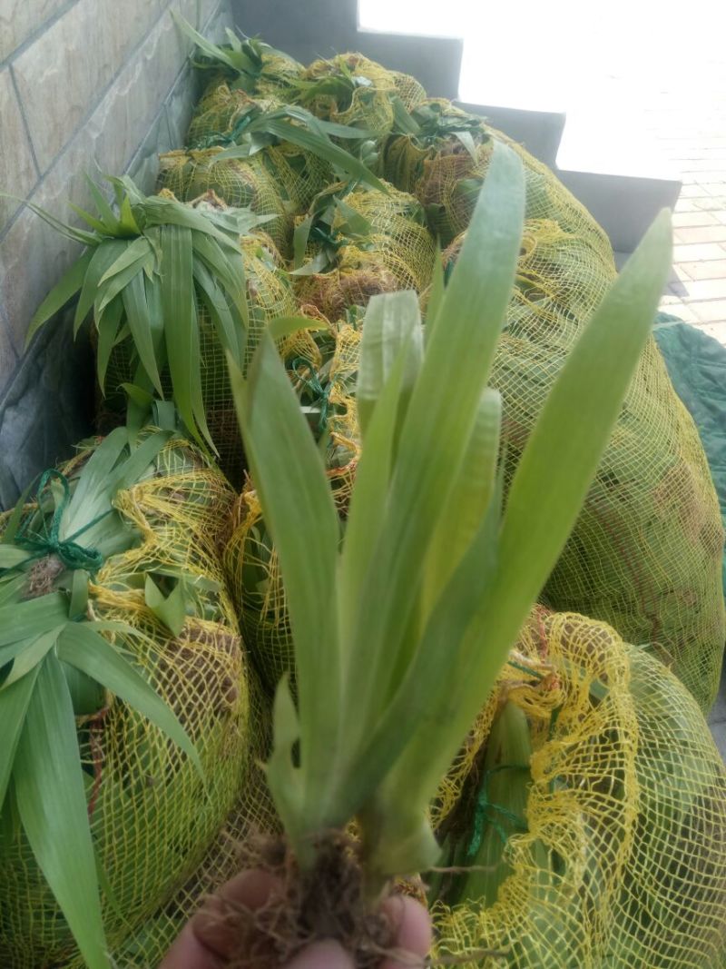 凤眼蓝铜钱草。萱草。人工水草。