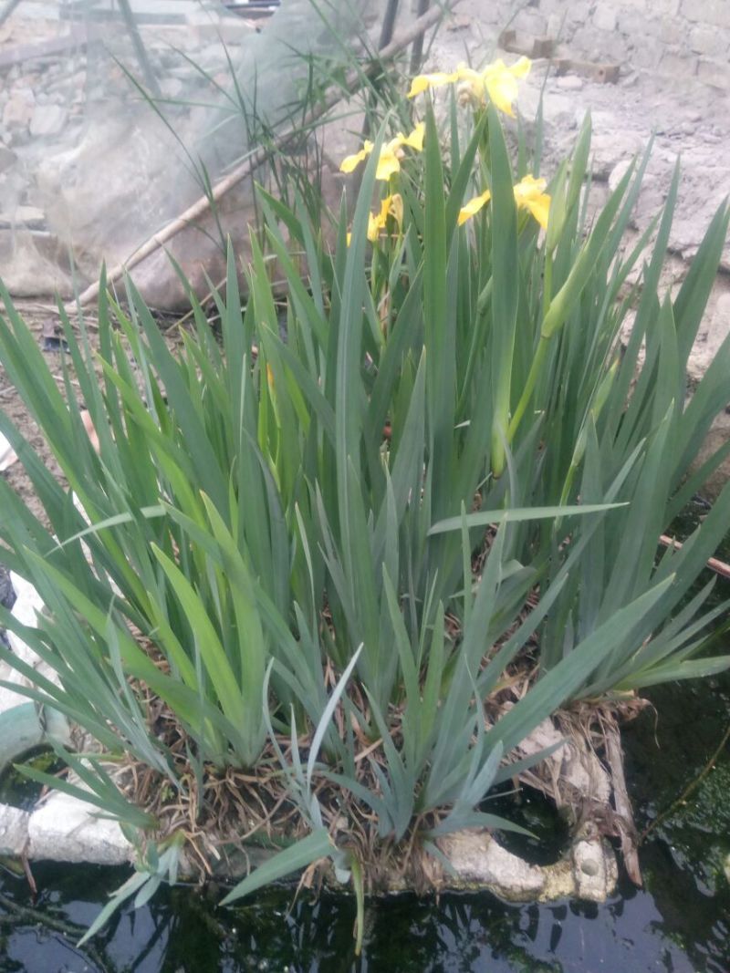 凤眼蓝铜钱草。萱草。人工水草。