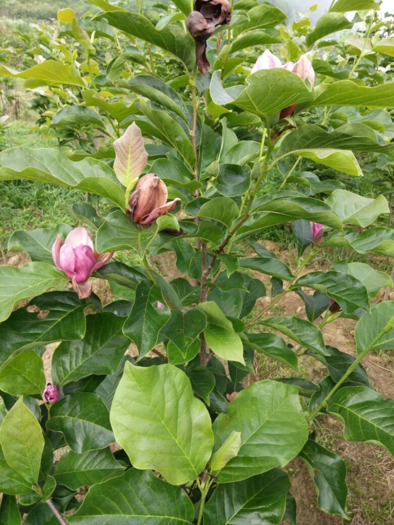 【精品】红玉兰自产自销4至7cm，根系发达花苞多品质保