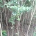 女贞4cm以下