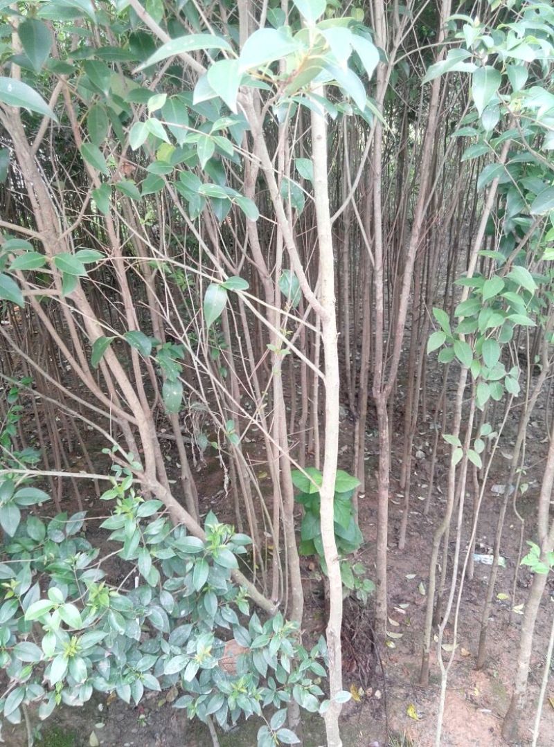 女贞4cm以下