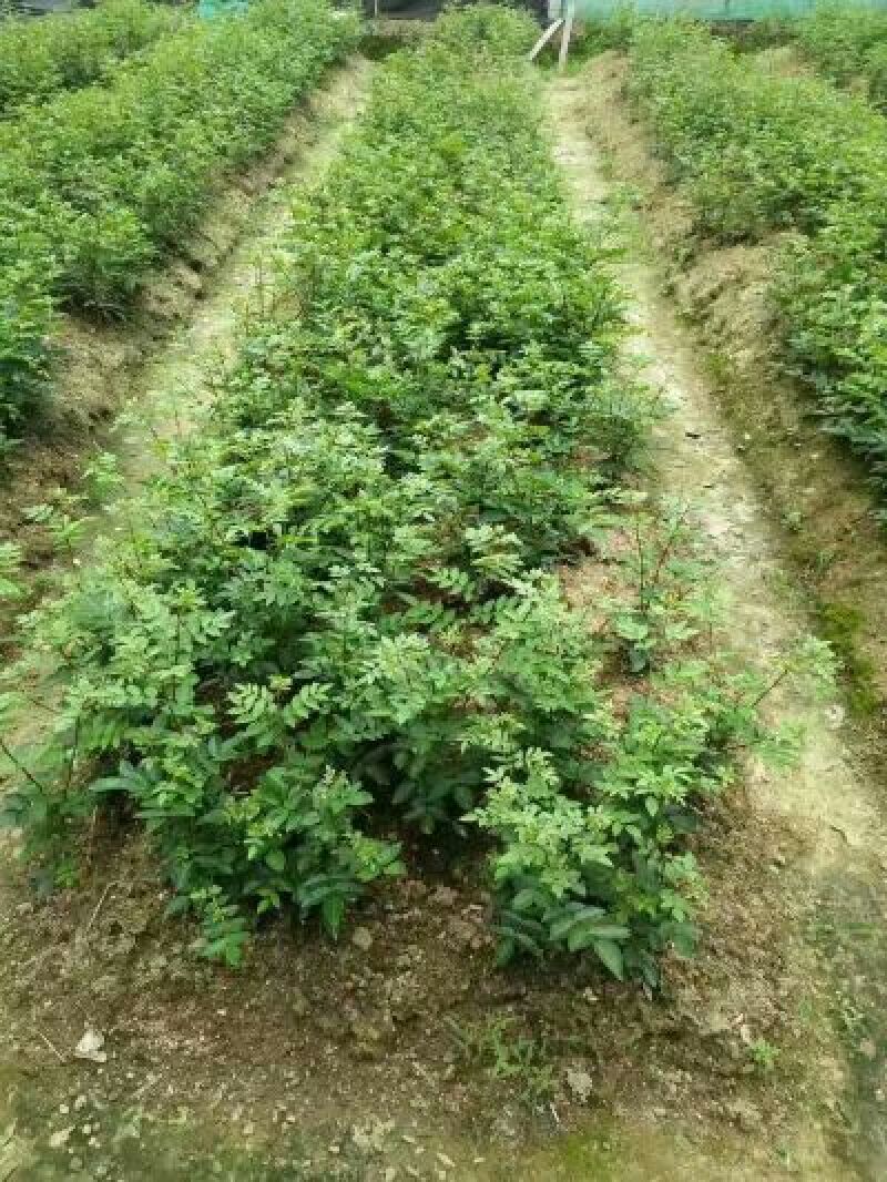 花椒苗0.5~1年