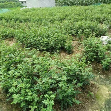 花椒苗0.5~1年