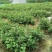 花椒苗0.5~1年
