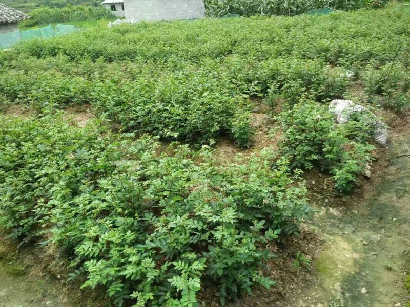 花椒苗0.5~1年