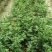 花椒苗0.5~1年