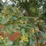 花椒苗0.5~1年