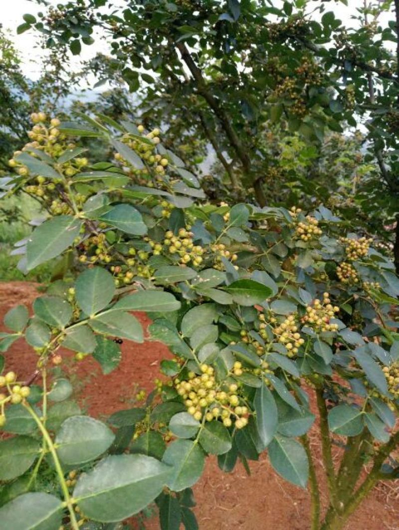 花椒苗0.5~1年