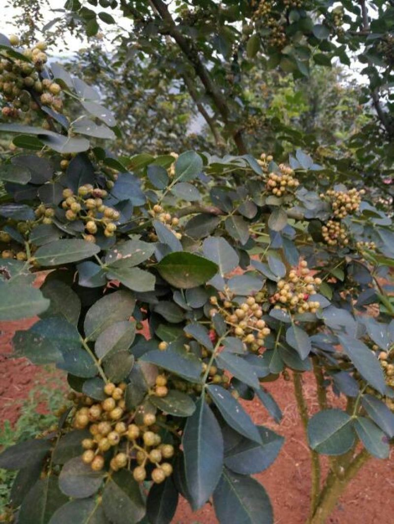 花椒苗0.5~1年