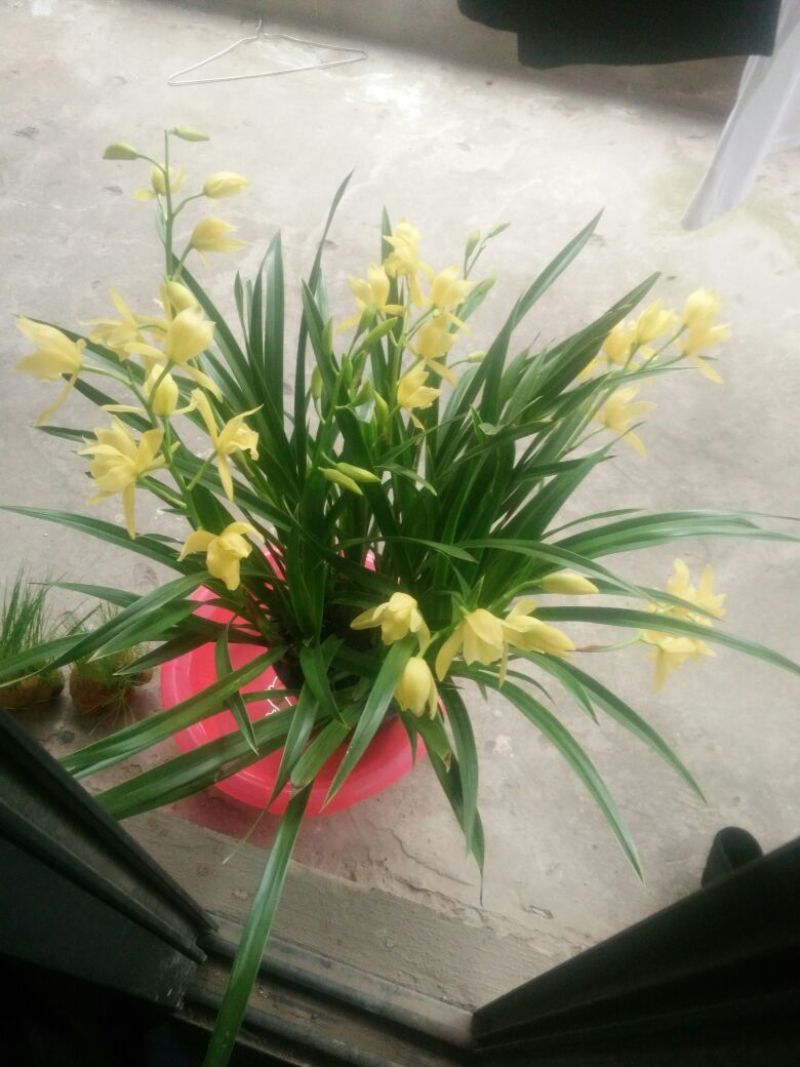 罗兰（观叶）