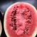 京欣西瓜10斤打底9成熟1茬
