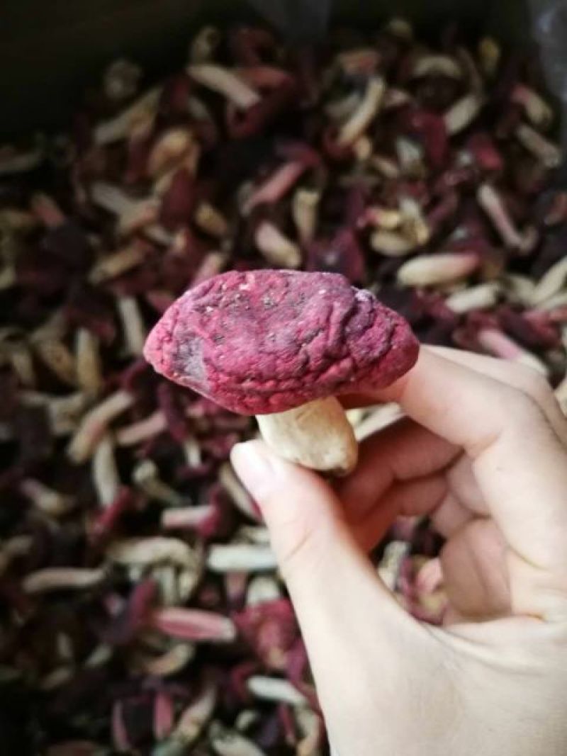 红菇3―5cm中菇未开伞