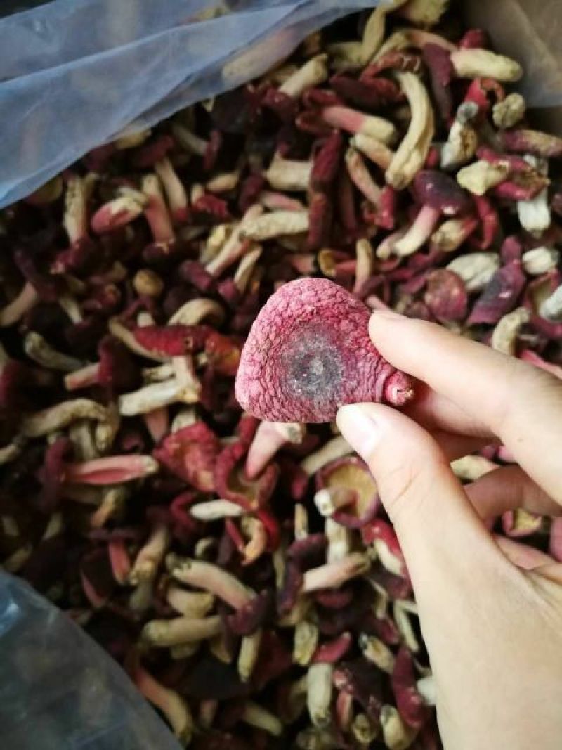 红菇3―5cm中菇未开伞