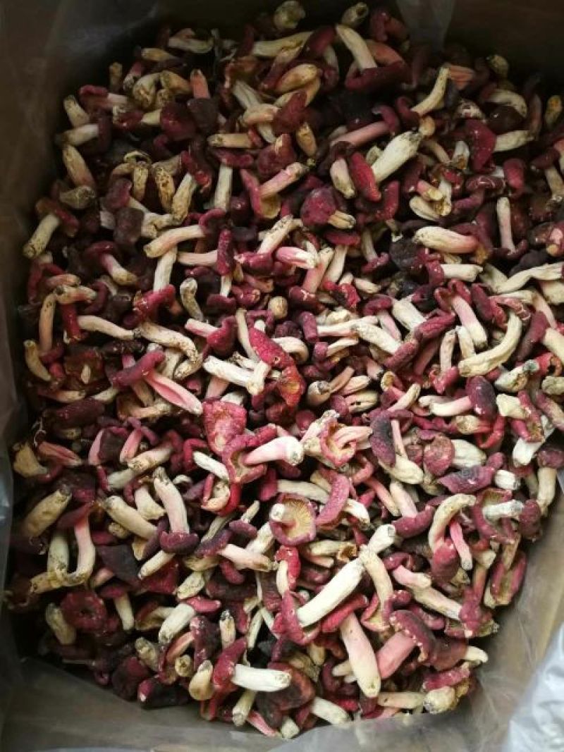 红菇3―5cm中菇未开伞
