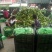 瓠瓜20~30cm5~6cm