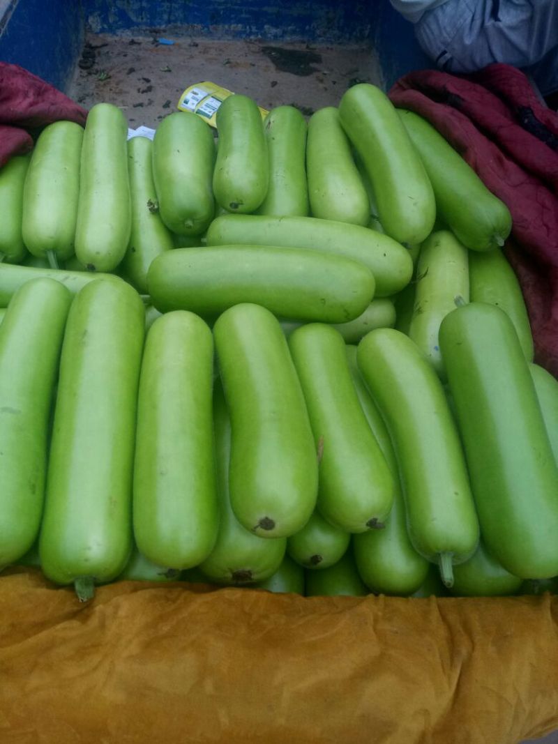 瓠瓜20~30cm5~6cm