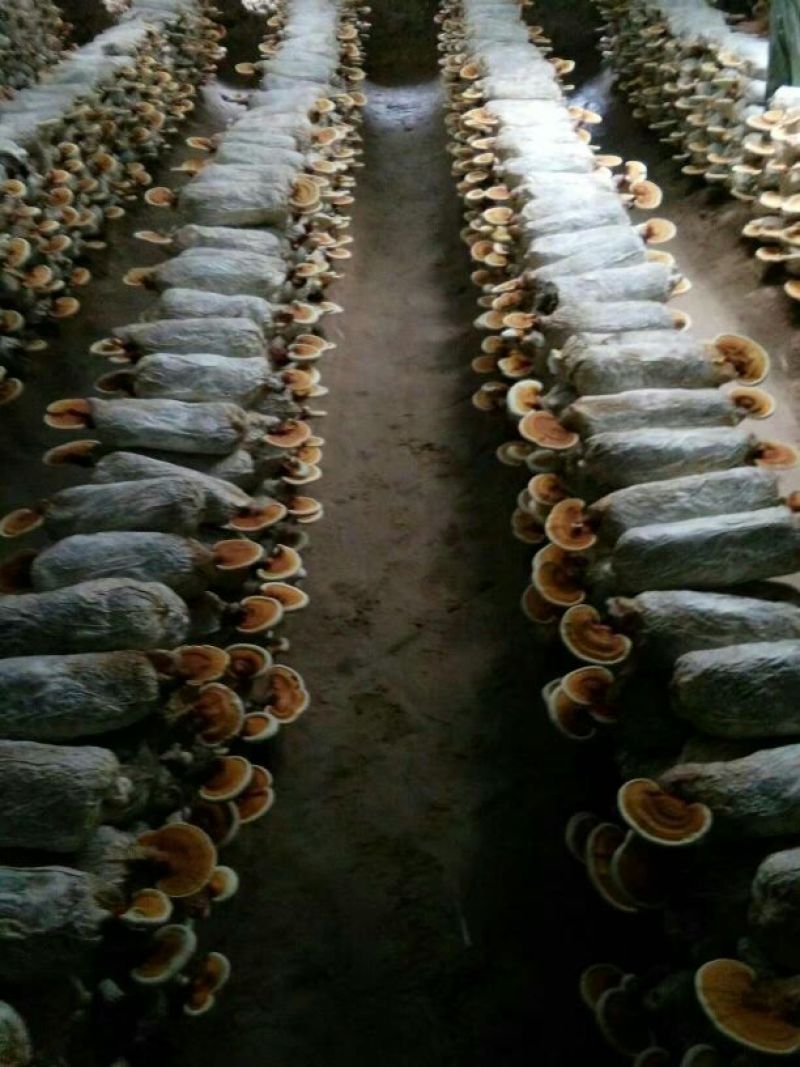 菌棒