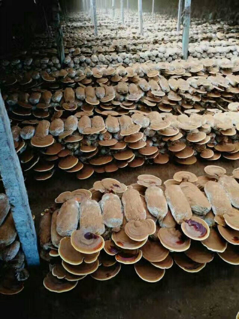 菌棒