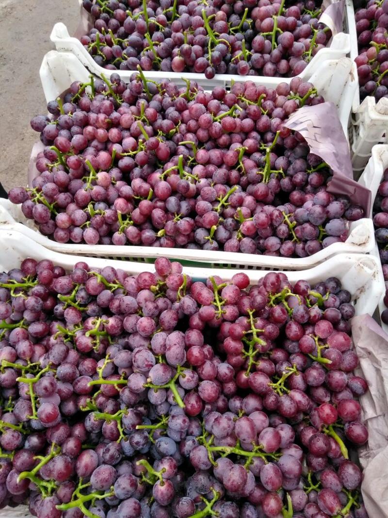 巨峰葡萄5%以下0.8~1.5斤质量保证欢迎采购