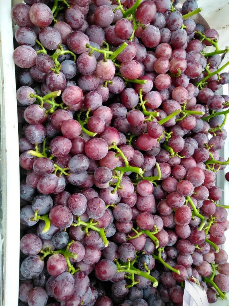 巨峰葡萄5%以下0.8~1.5斤质量保证欢迎采购