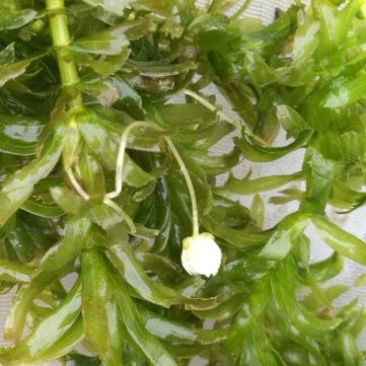 轮叶黑藻，水生植物，生态修复