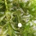 轮叶黑藻，水生植物，生态修复