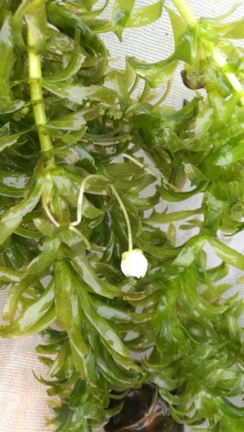 轮叶黑藻，水生植物，生态修复