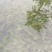 轮叶黑藻，水生植物，生态修复