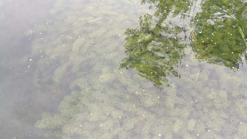 轮叶黑藻，水生植物，生态修复