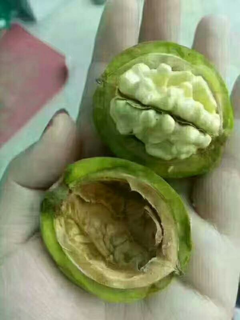 青皮核桃青皮湿
