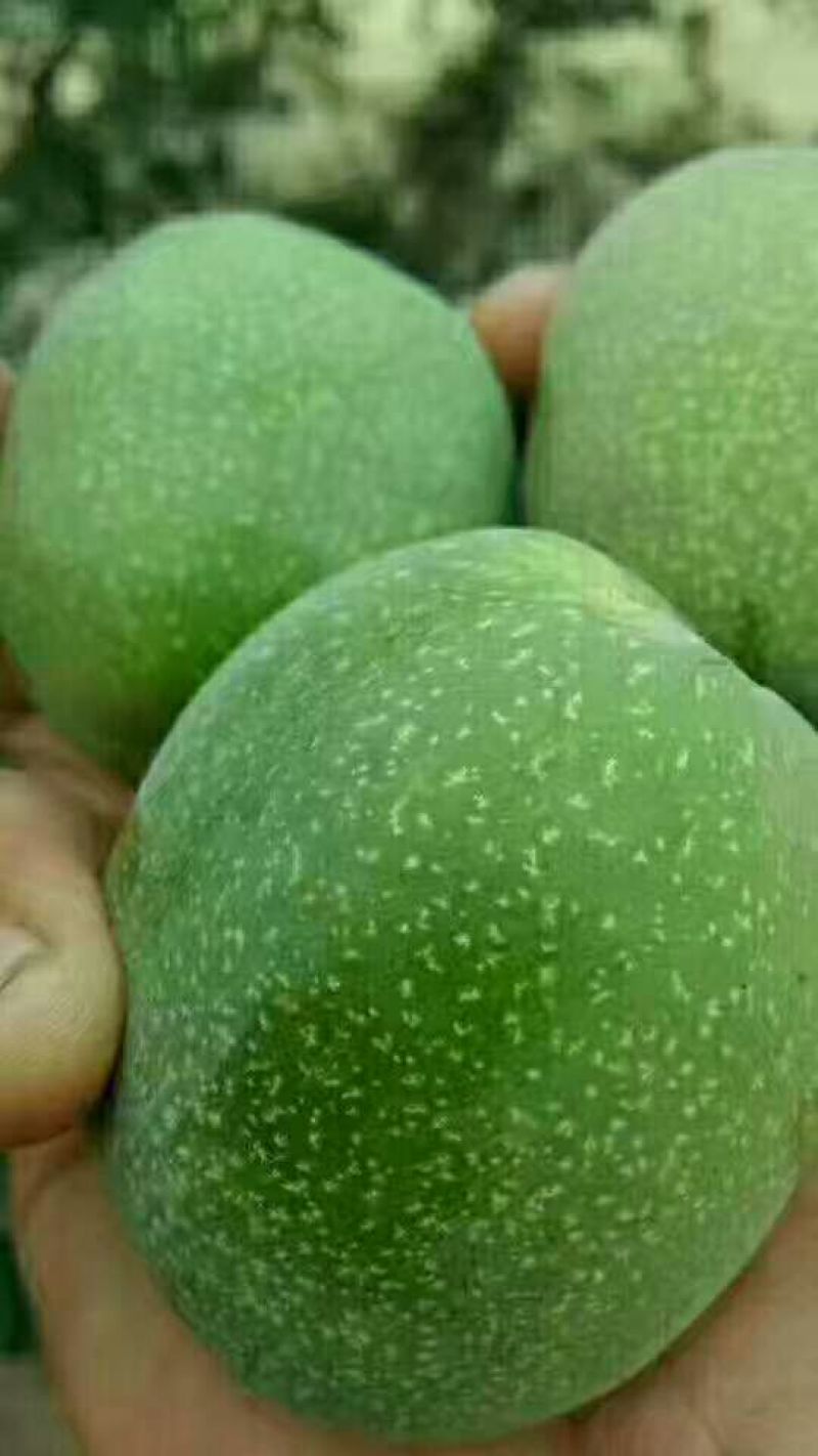 青皮核桃青皮湿