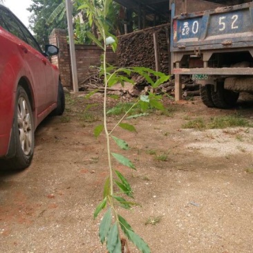 沉香树20~30cm