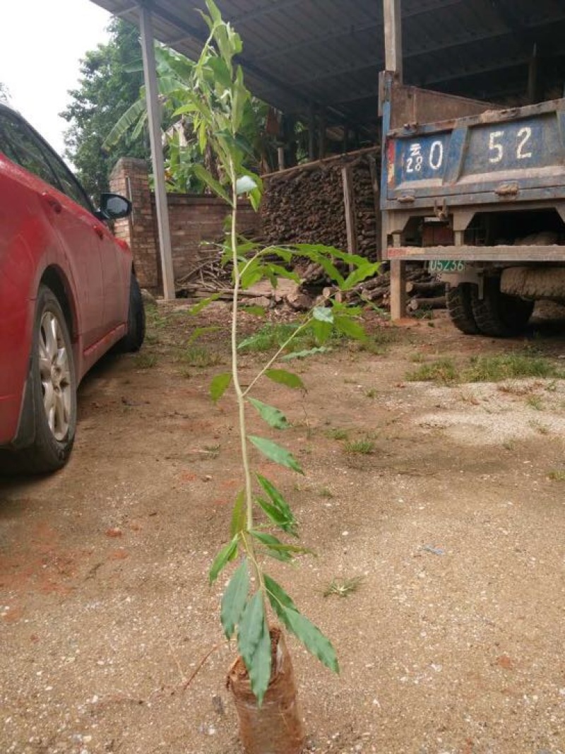 沉香树20~30cm