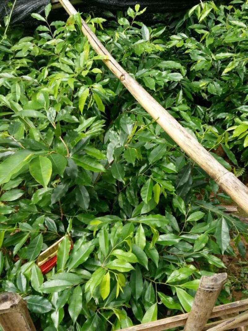 沉香树20~30cm