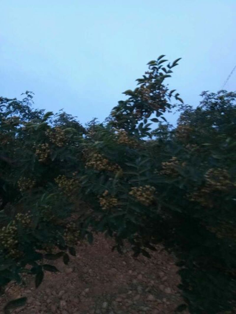 花椒一级干