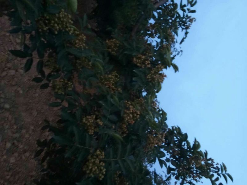 花椒一级干