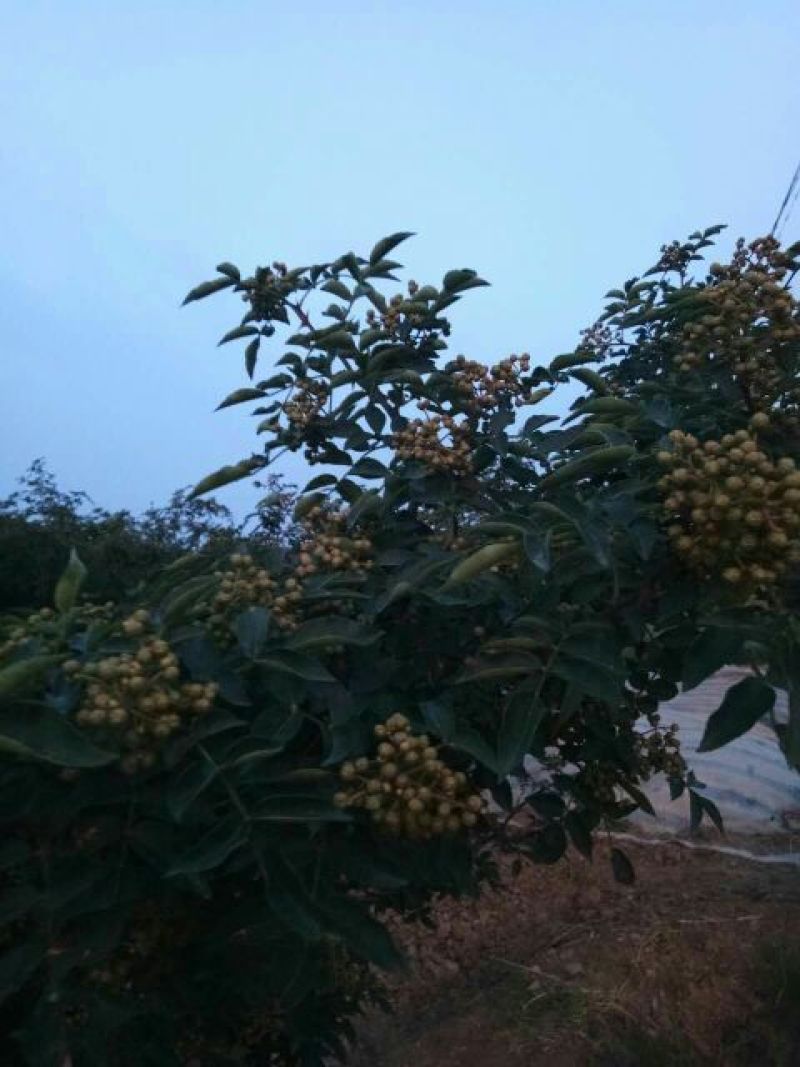花椒一级干