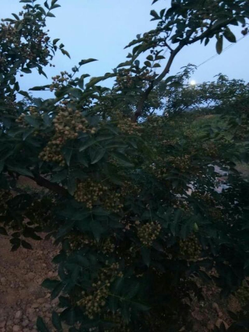花椒一级干
