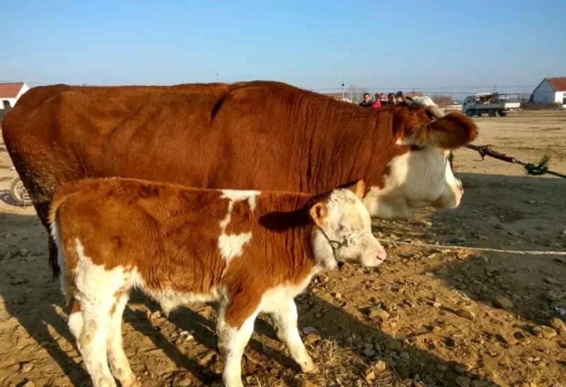 西门塔尔牛，成牛母牛，青年公牛，改良三元杂交牛