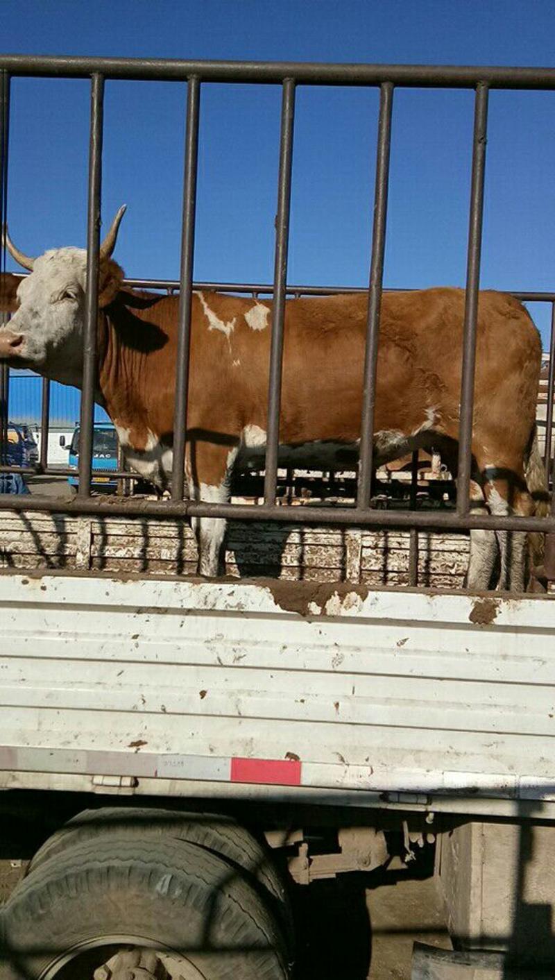 西门塔尔牛，成牛母牛，青年公牛，改良三元杂交牛