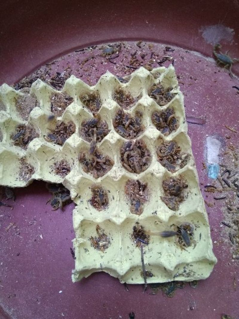 蝎子清水