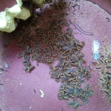 蝎子清水