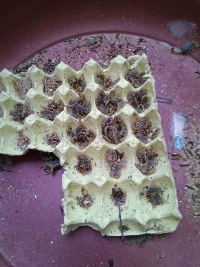 蝎子清水