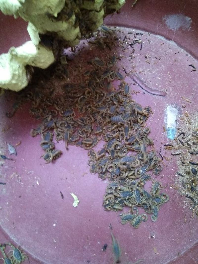 蝎子清水