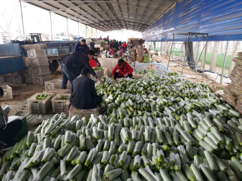 绿皮西葫芦山东西葫芦大棚蔬菜产区，代收代发全国