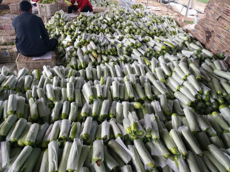 绿皮西葫芦山东西葫芦大棚蔬菜产区，代收代发全国
