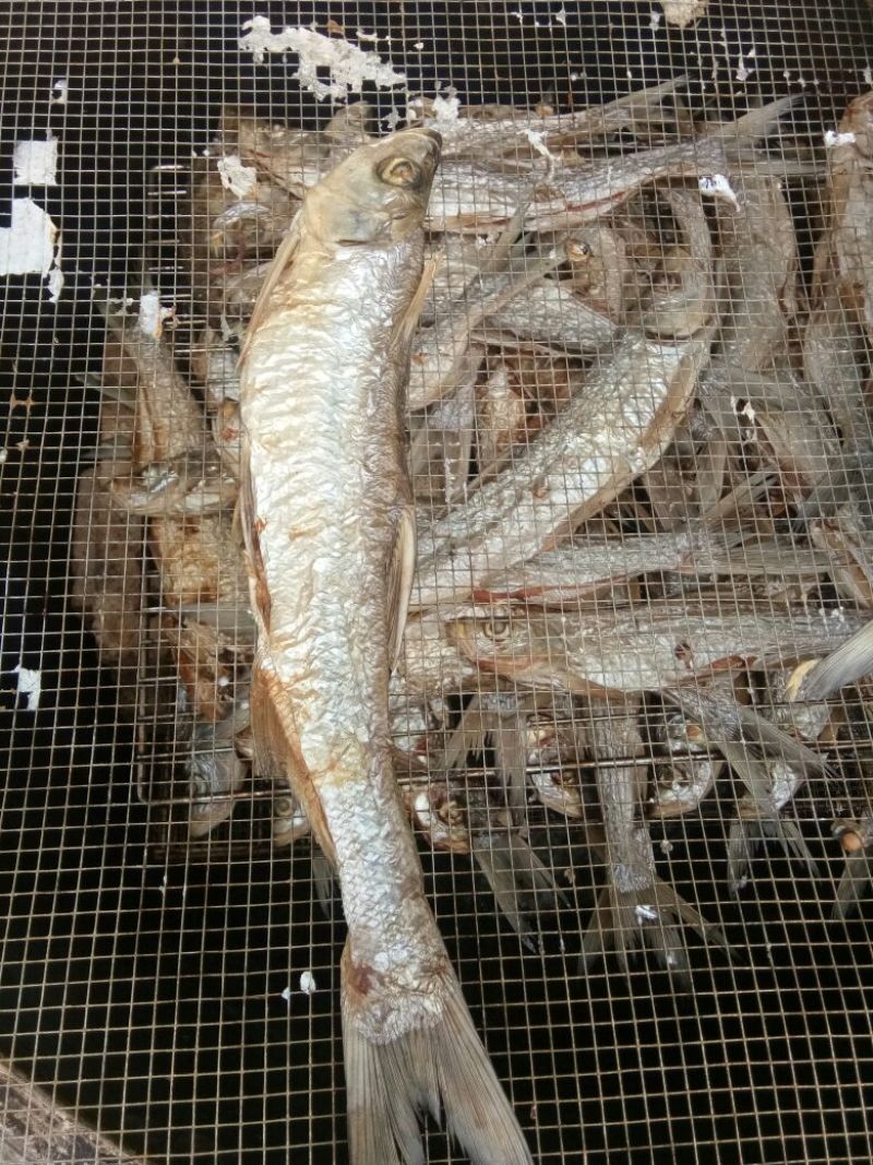 火焙鱼稻谷香味