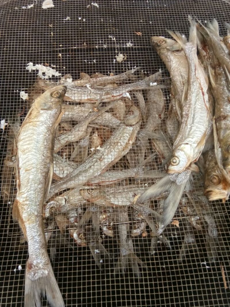 火焙鱼稻谷香味