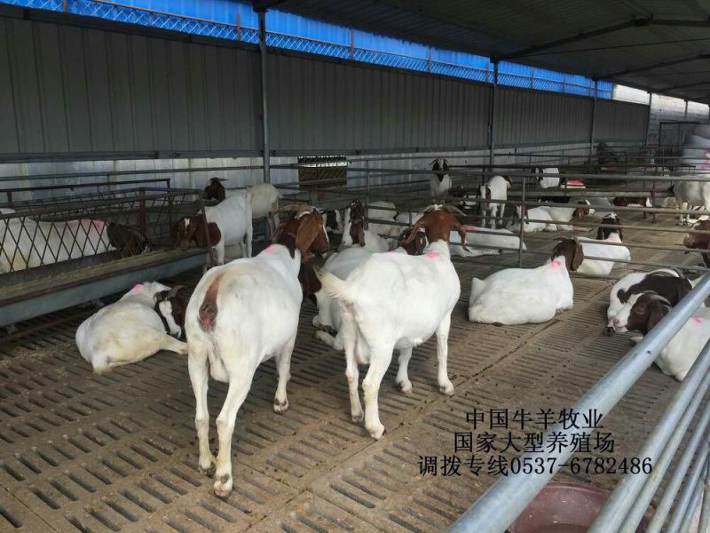 小尾寒羊羔40~60斤/头，纯种小尾寒羊，热销中
