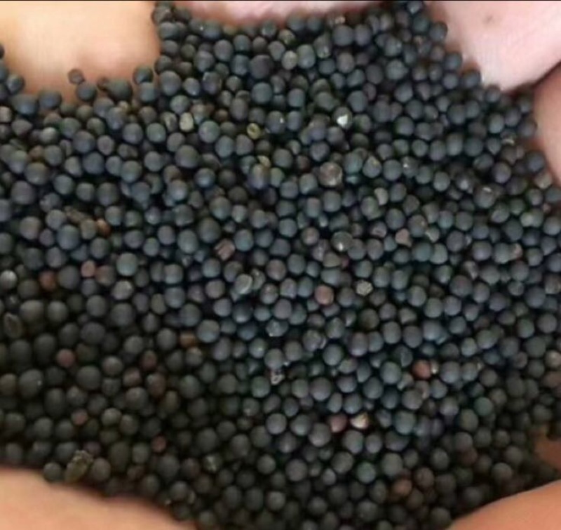 油菜籽1级
